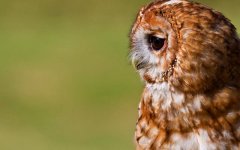 cute-owl-bird.jpg