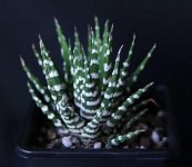 HAWORTHIA attenuata 16.jpg