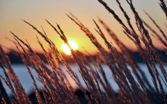 lakeside-sunset-grass.jpg