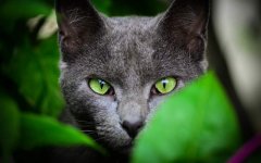 green-eyes-grey-cat.jpg