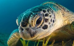 sea-turtle-1.jpg