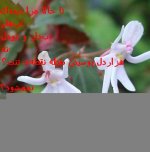 دستانمان (4).jpg