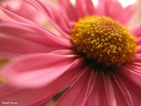 pink-flower-macro.jpg