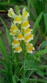 plants1221.jpg