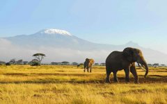 elephants-wildlife.jpg