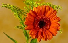 orange-gerbera.jpg
