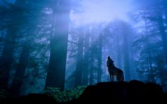 howling-wolf-in-forest.jpg