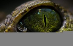 reptile-eye.jpg