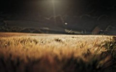 wheat-field-sunlight.jpg