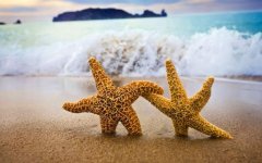 ocean-beach-starfish.jpg