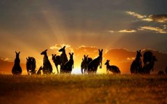 kangaroo-in-sunset.jpg