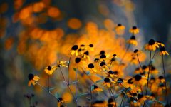 brown-eyed-susan-flowers.jpg