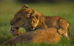 cute-lion-cubs.jpg