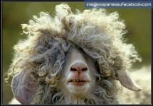 Animais-imagens-para-seu-faceb.jpg