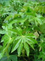 Fatsia%20Japonica.jpg