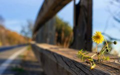 flower-on-fence.jpg