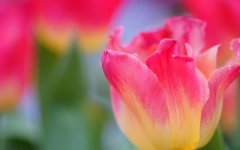 yellow-pink-tulip.jpg