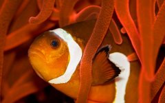 clownfish.jpg