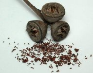Eucalyptus-cosmophylla-seed-MF-20633-big.jpg