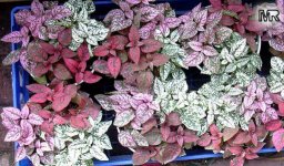hypoestes049.jpg