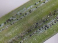 rhizosphaera_pycnidia.jpg