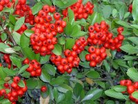 pyracantha.jpg