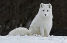 arctic-fox-850x550.jpg