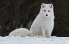 arctic-fox-850x550.jpg arctic-fox-850x550.jpg