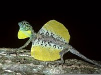 flying-lizard-draco-gular-flap-wings-extended_24699_600x450.jpg