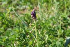 IMG_0896.JPG
