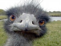 Very-Funny-Animal-Faces-13.jpg