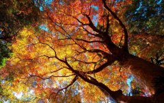 autumn-tree.jpg
