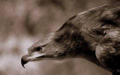 flying-eagle-monochrome.jpg