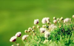 anglesey-flower.jpg