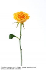 rose1.jpg