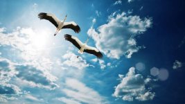 Flying-Birds-Sky-Nature-Full-HD.jpg