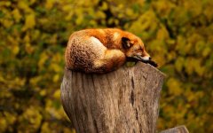 fox-sleep-on-tree-stub.jpg