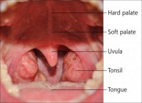 normal_healthy_throat_tonsils-1024x745.jpg