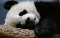 cute-little-panda-sleeping.jpg