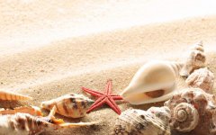 summer-beach-shells.jpg
