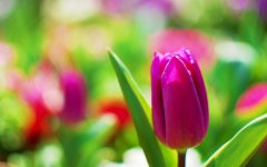 pink-tulip-macro.jpg