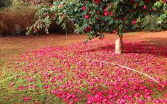 camellia-blooms.jpg