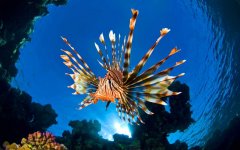 lionfish-retina.jpg