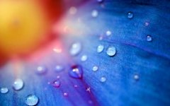 flower-water-droplets.jpg