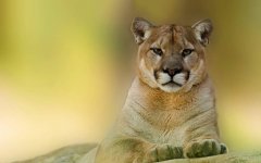cougar-cat.jpg