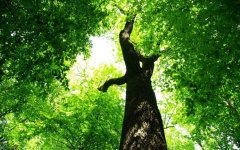 summer-green-tree-foliage.jpg