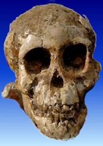 220px-SelamAustralopithecus.jpg
