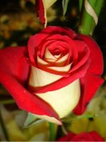 گل_رز_عاشقانه_(8).jpg