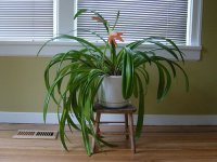 Copy of beautfy-indoor-plants-interior-decorating2.jpg