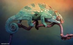 12-5-16-95610chameleon-bug_.jpg